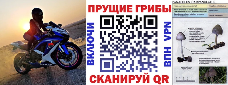 Галлюциногенные грибы прущие грибы  Купить закладки  Кедровый 